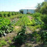 Voss Farm Produce Gallery