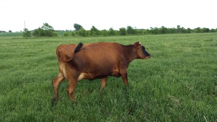 brown cow