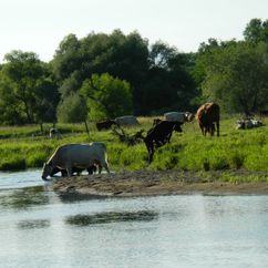 Grass Fed Beef Gallery