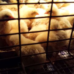Chicken gallery
